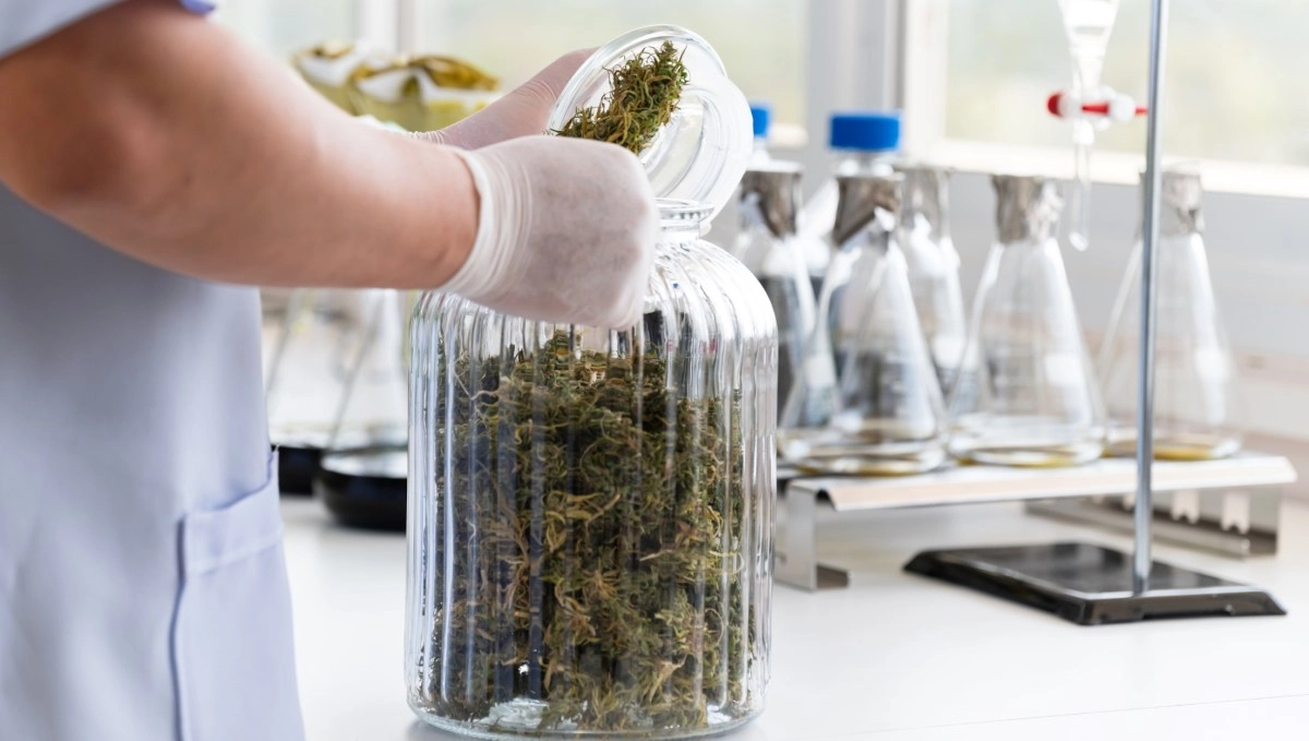 Following in Biden039s footsteps Trump signals he is considering reclassifying marijuana