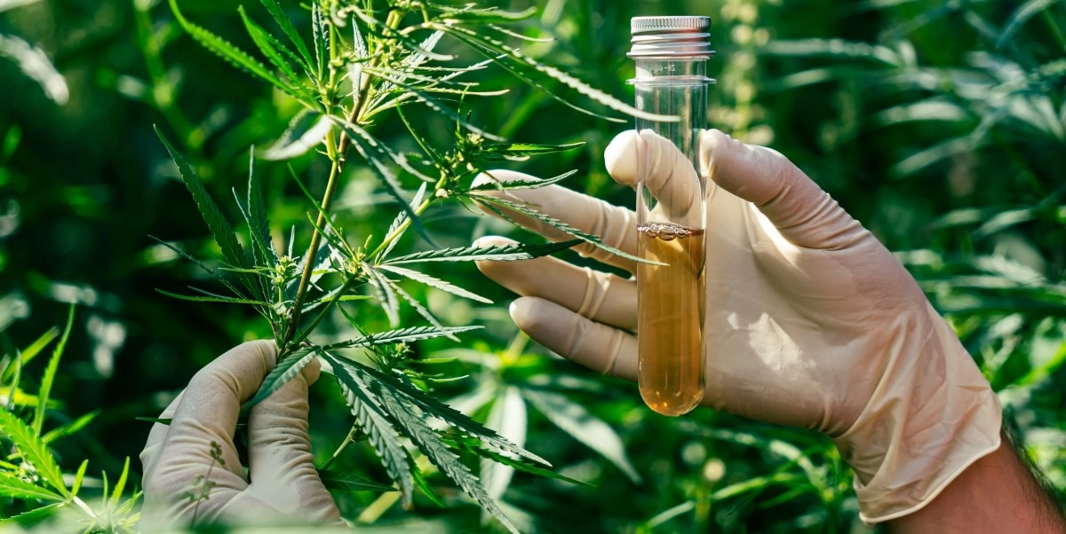 Keys to understanding the reclassification of cannabis it will have profound implications on its use and marketing