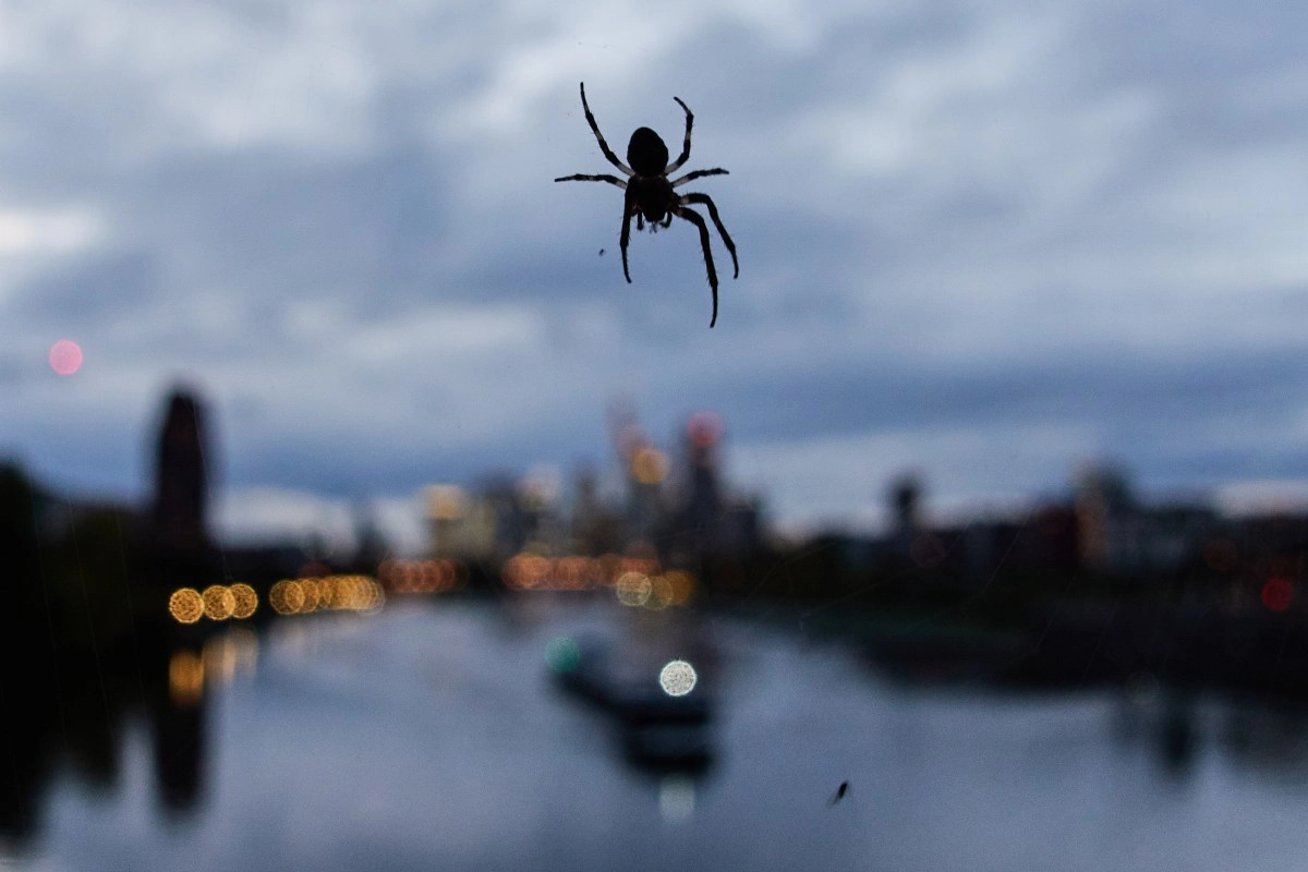 Scientists discover incredible megacity of 111000 spiders underground