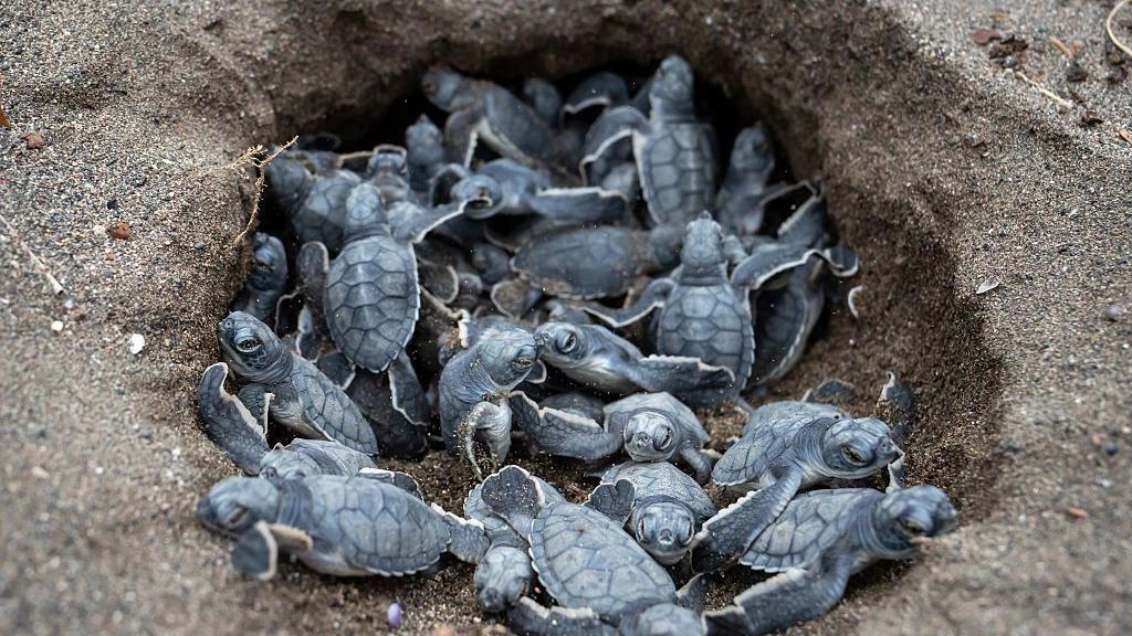 6 good news stories for the environment and nature in 2025