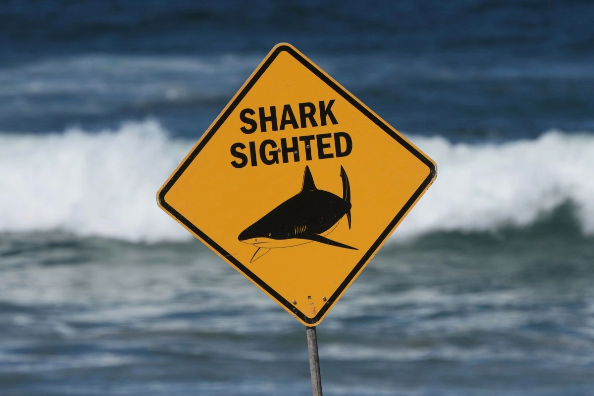 Body of triathlete missing after apparent shark attack found in California