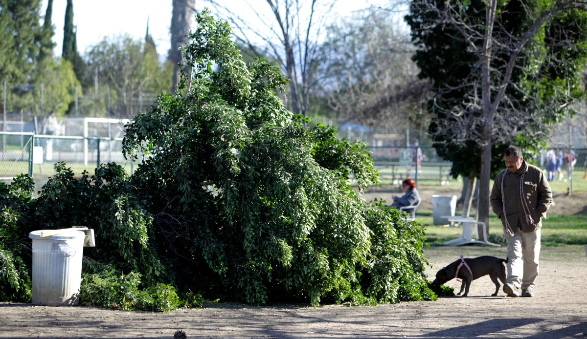 Santa Ana Winds Topple Trees and Cause Damage in Southern California