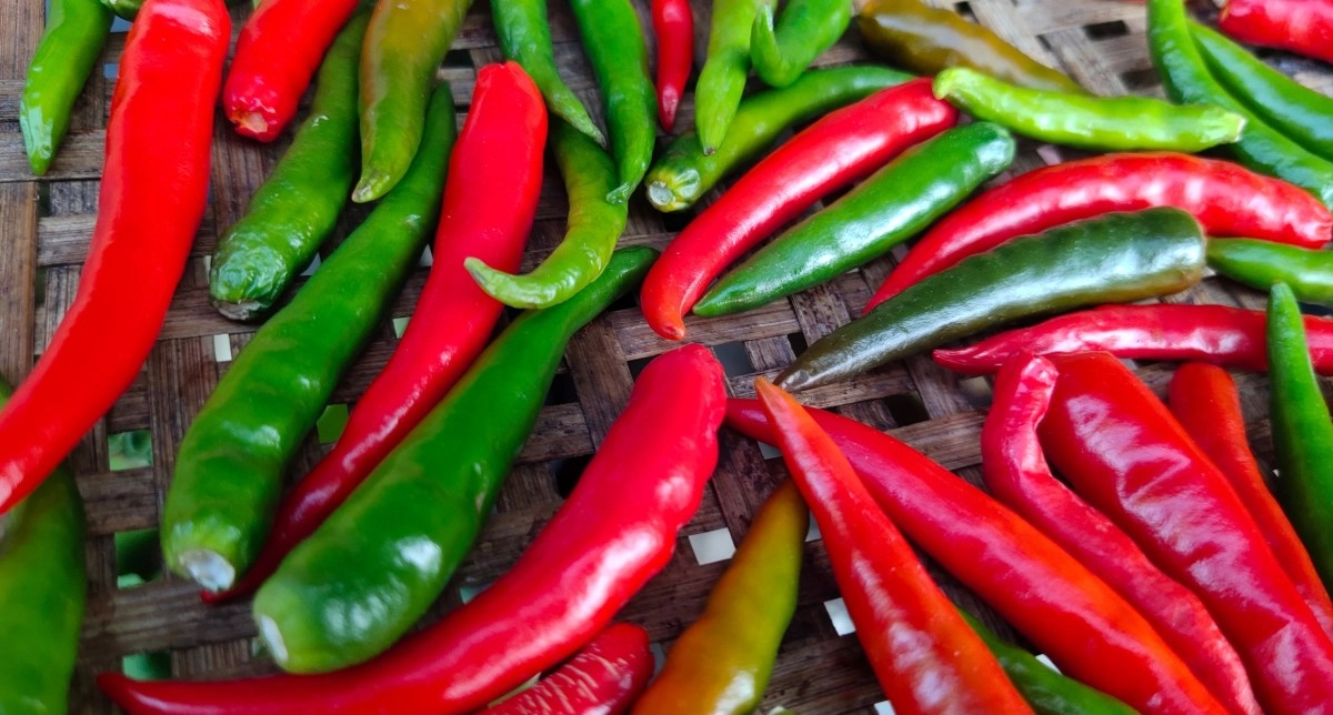 The healing spice how capsaicin becomes an ally of health