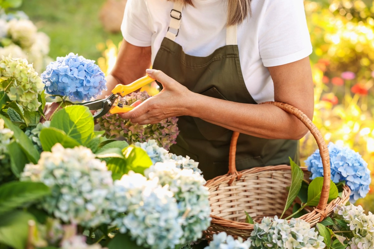 Do you have these plants at home January is the perfect month to prune them