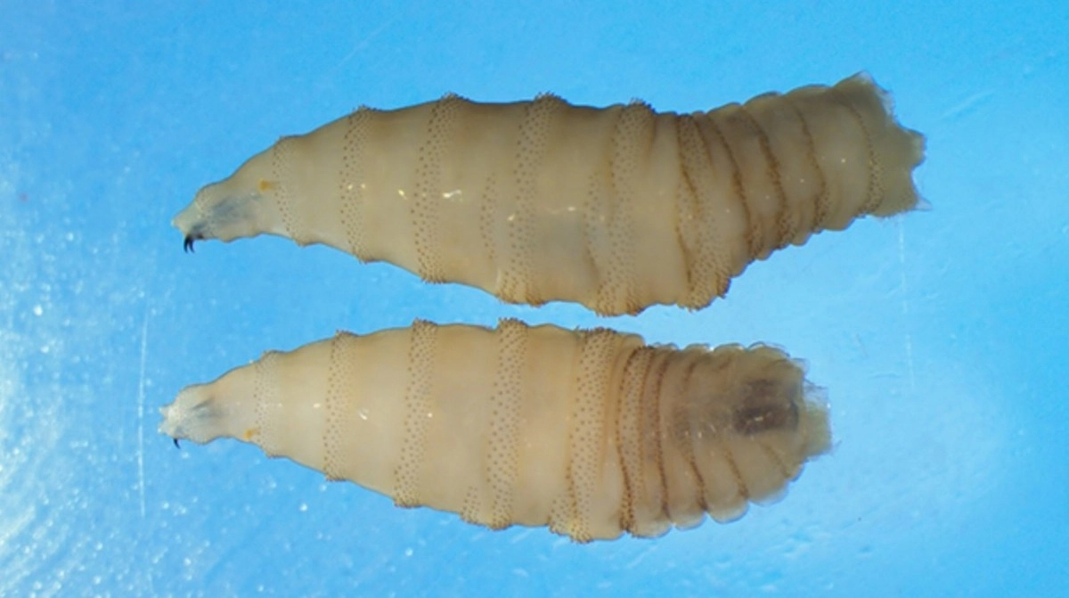 Its back and stronger cases of screwworm disease are spreading in the US