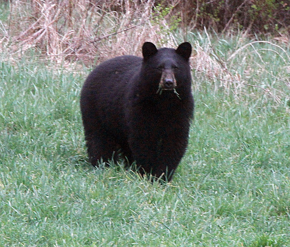 Alaska woman confronted bear to save her dog during forest hike