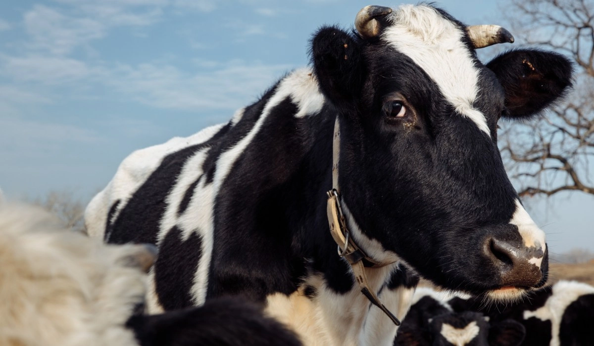Alphagal syndrome a lifethreatening meat or dairy allergy