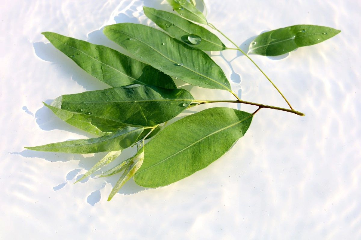 Using eucalyptus as a spiritual amulet know what it scares away