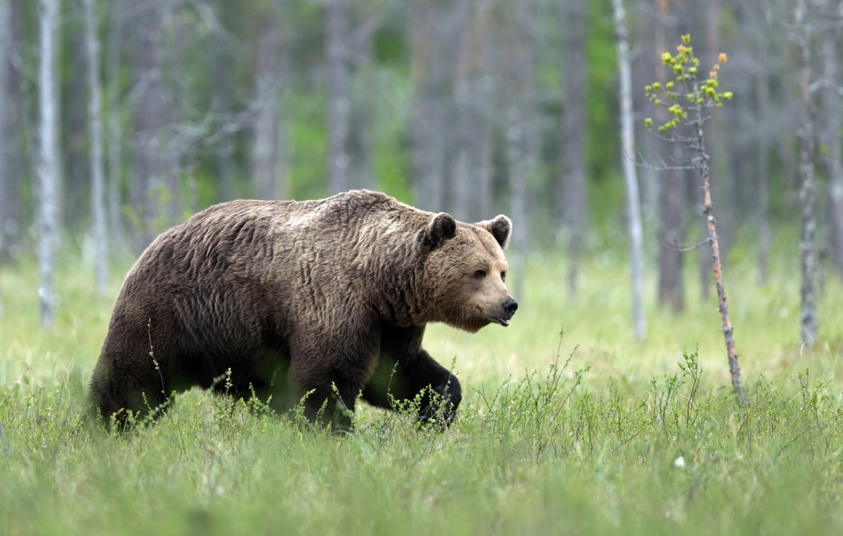 Injured young man rescued after bear attack on popular Seattle trail