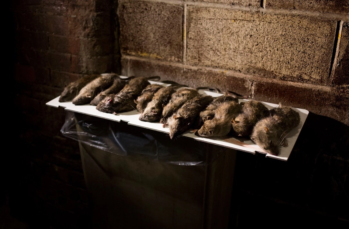 Rats in NY have genetically mutated and are more resistant to extermination methods study reveals