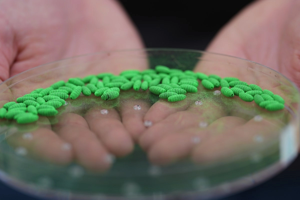 Mexico and the US will inaugurate a plant to combat the screwworm and reactivate livestock exports