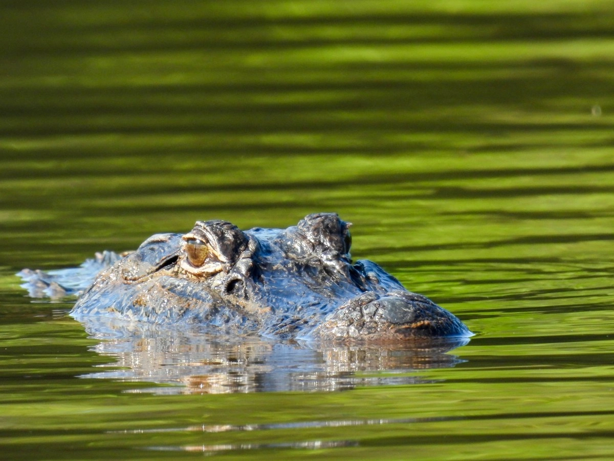 11yearold boy loses hand after brutal alligator attack during fishing vacation in Florida