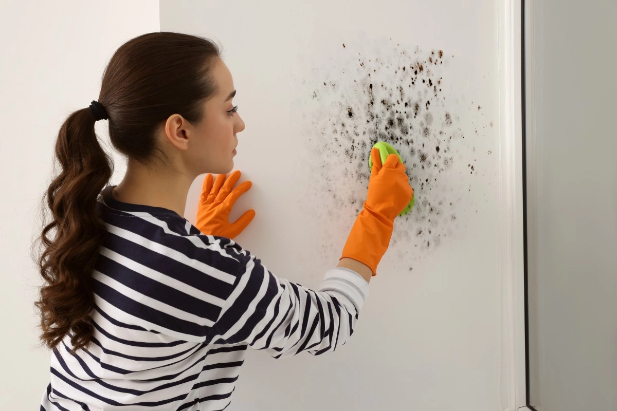 How to remove mold from walls with a homemade cleaner  it will never come back