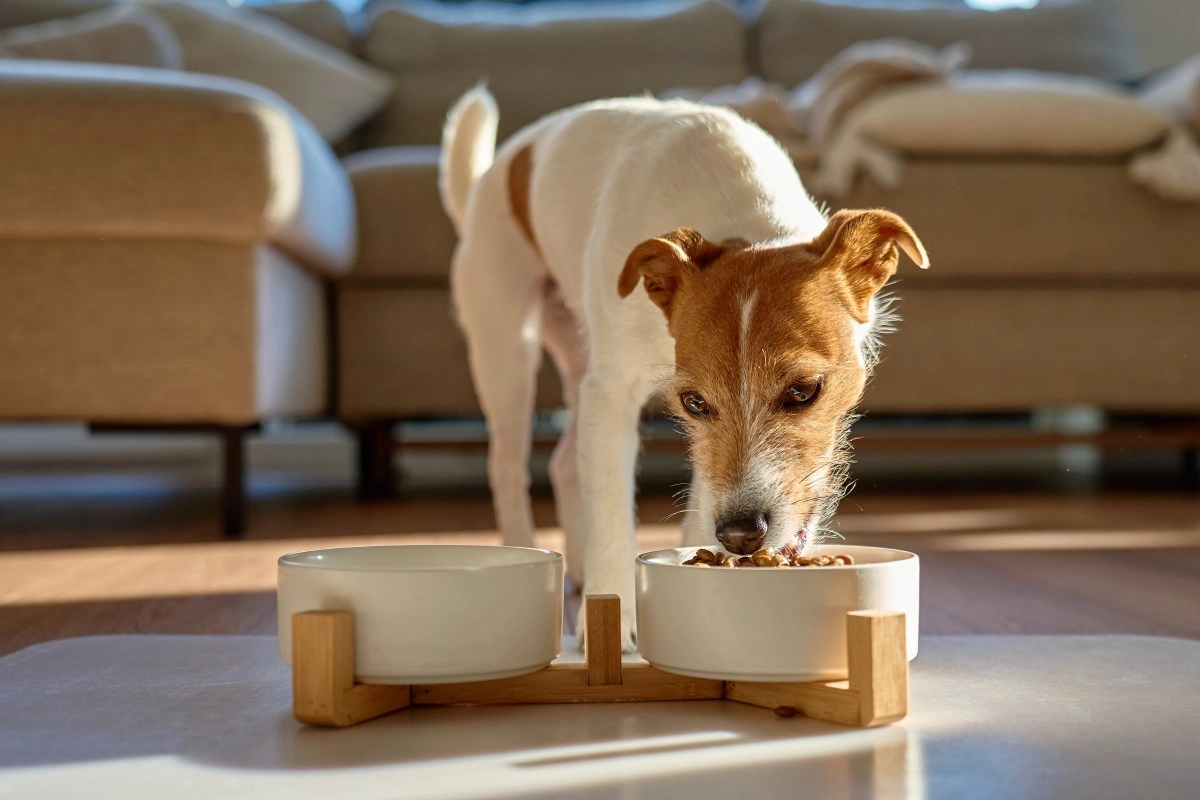 This common ingredient in your dog039s food can damage his kidneys