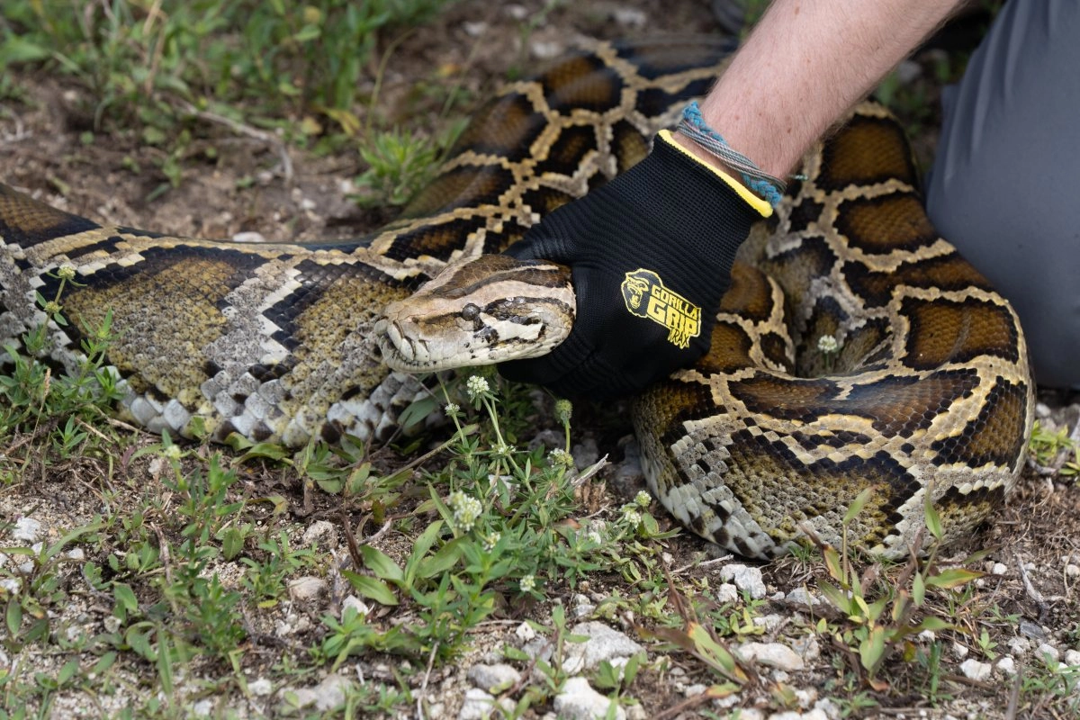 Florida offers prizes of up to 10000 for capturing pythons you can still enter