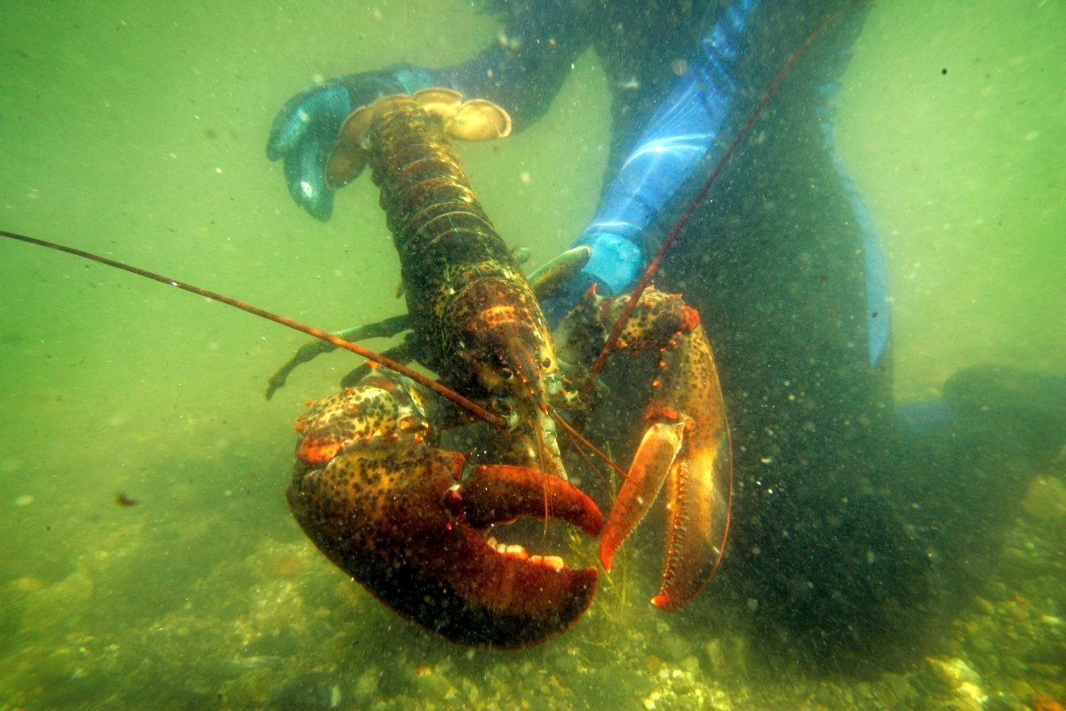 Six men arrested for lobster poaching in Los Angeles