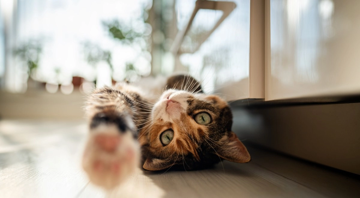 The healing power of cats039 purring how and why