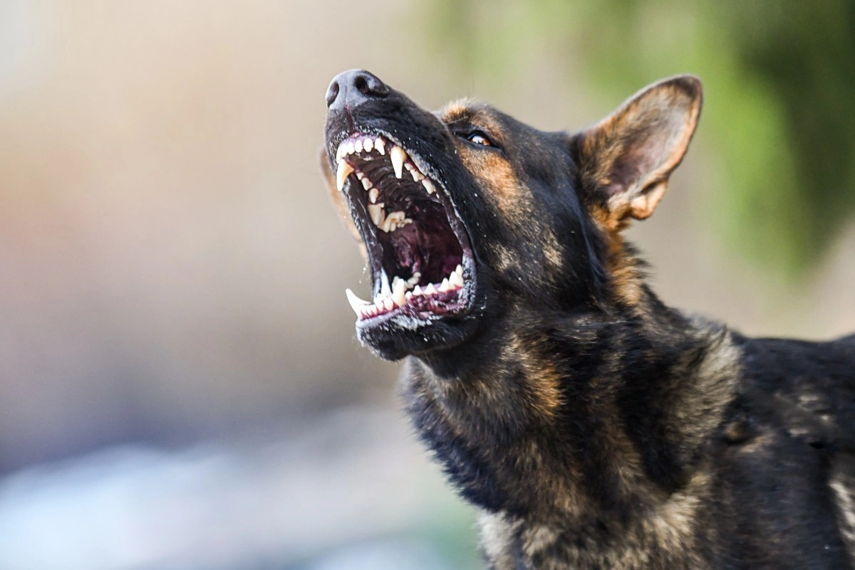 Woman pregnant with twins suffered brutal dog attack in Kansas while protecting her babies