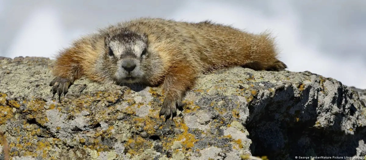 Scientists created OnlyMarms the version of OnlyFans about groundhogs