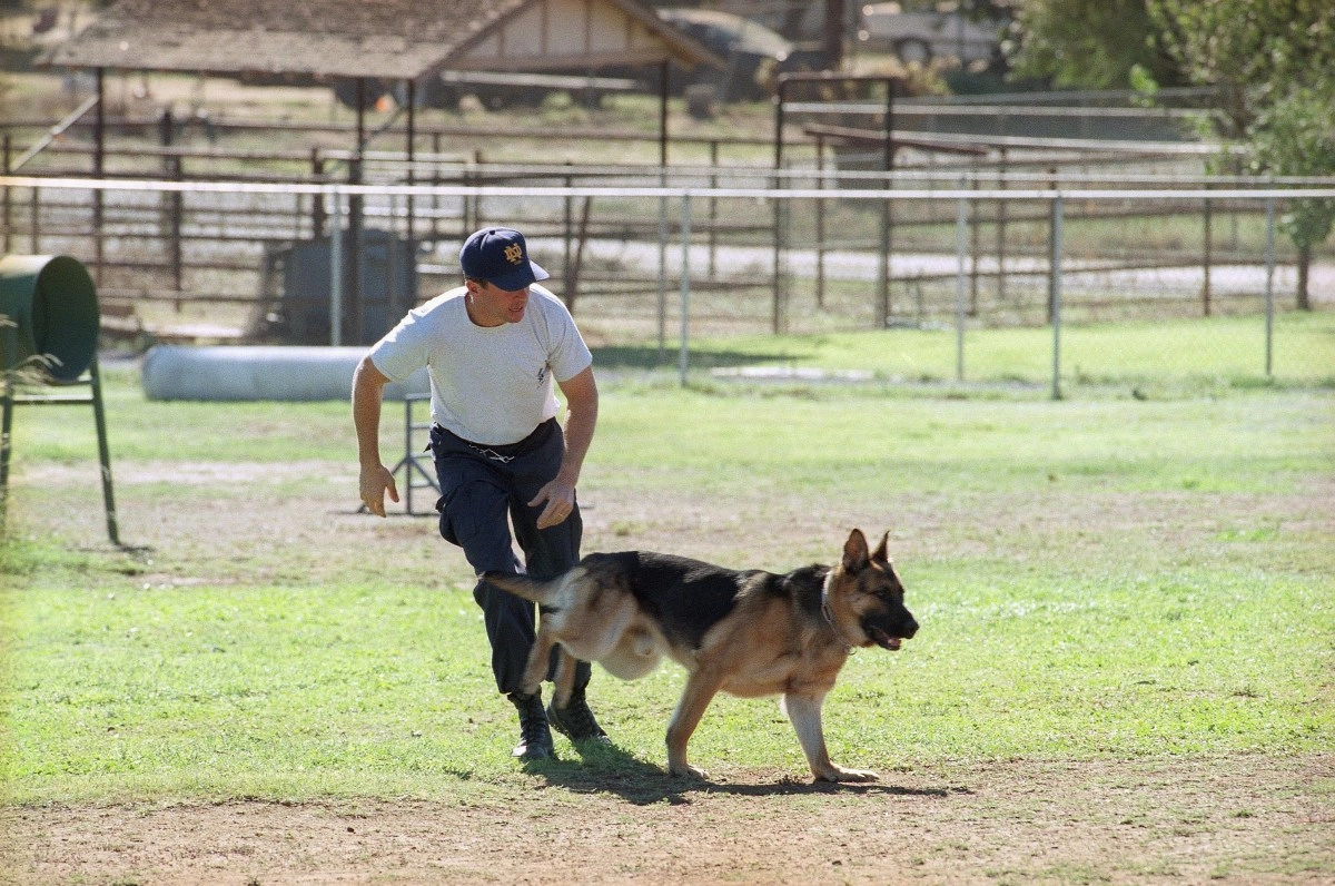 Orange County police dog dies after medical emergency
