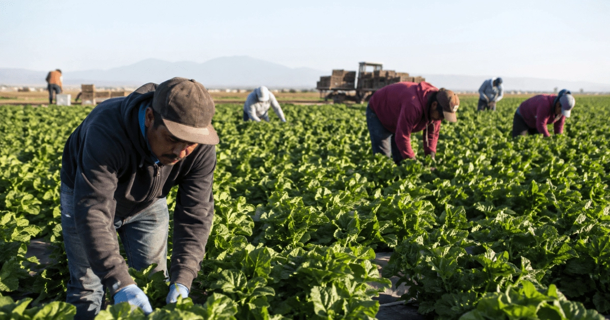 Fear of ICE is already changing life in the countryside workers avoid doctors and shopping