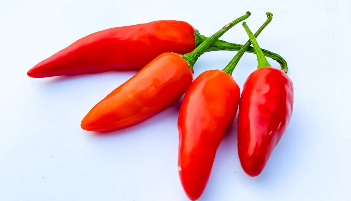 How dangerous is the new salmonella outbreak possibly caused by jalapenos