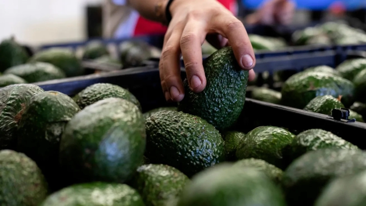 The US resumes avocado inspections in Michoacan after increasing security in the region