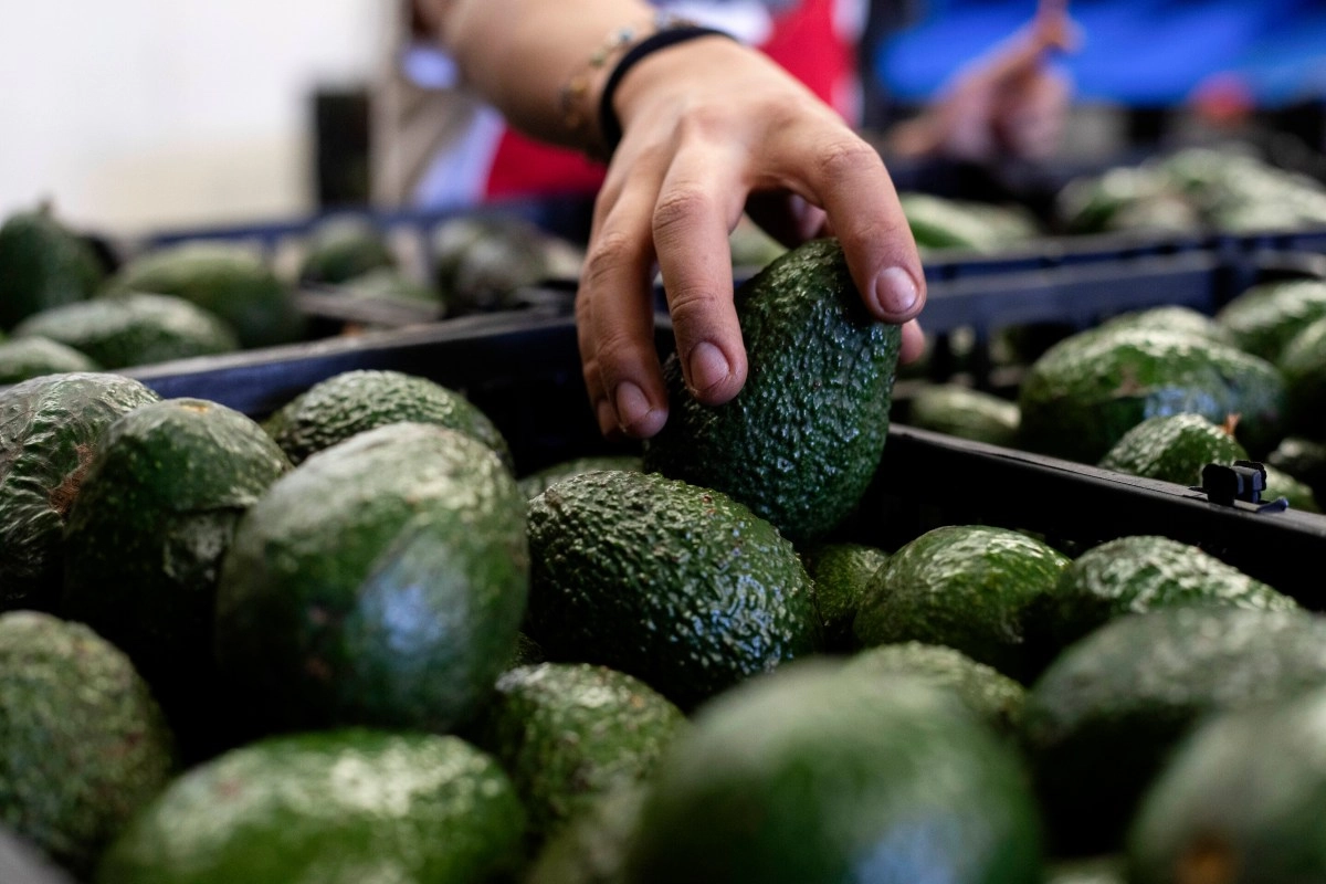 Mexico reinforces security for US inspectors and avocado producers