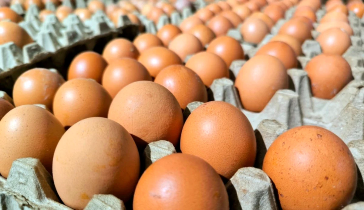 Salmonella outbreak: widespread chicken recall leaves nearly a hundred people ill in 17 states