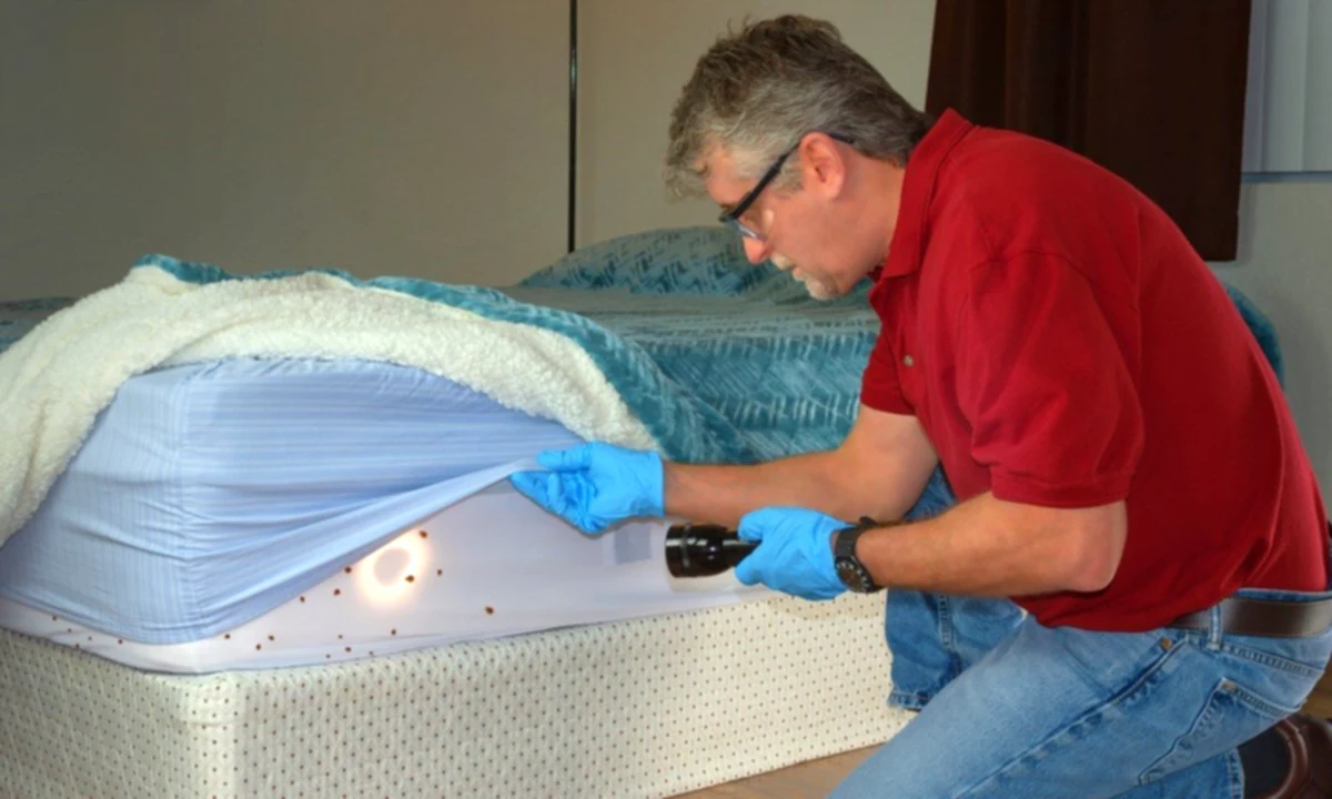 Bed bug infestations are increasing: the hidden threat that can cause insomnia and bleeding