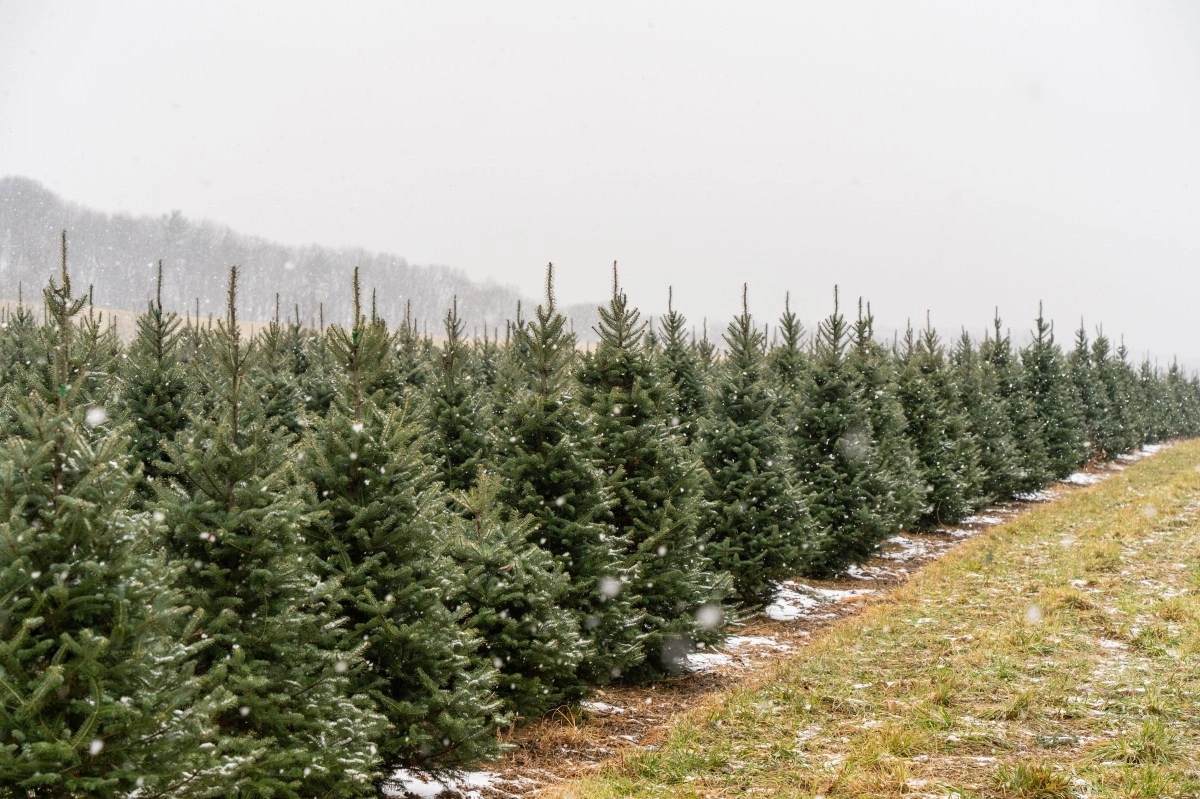 Why natural Christmas trees could be cheaper this 2025