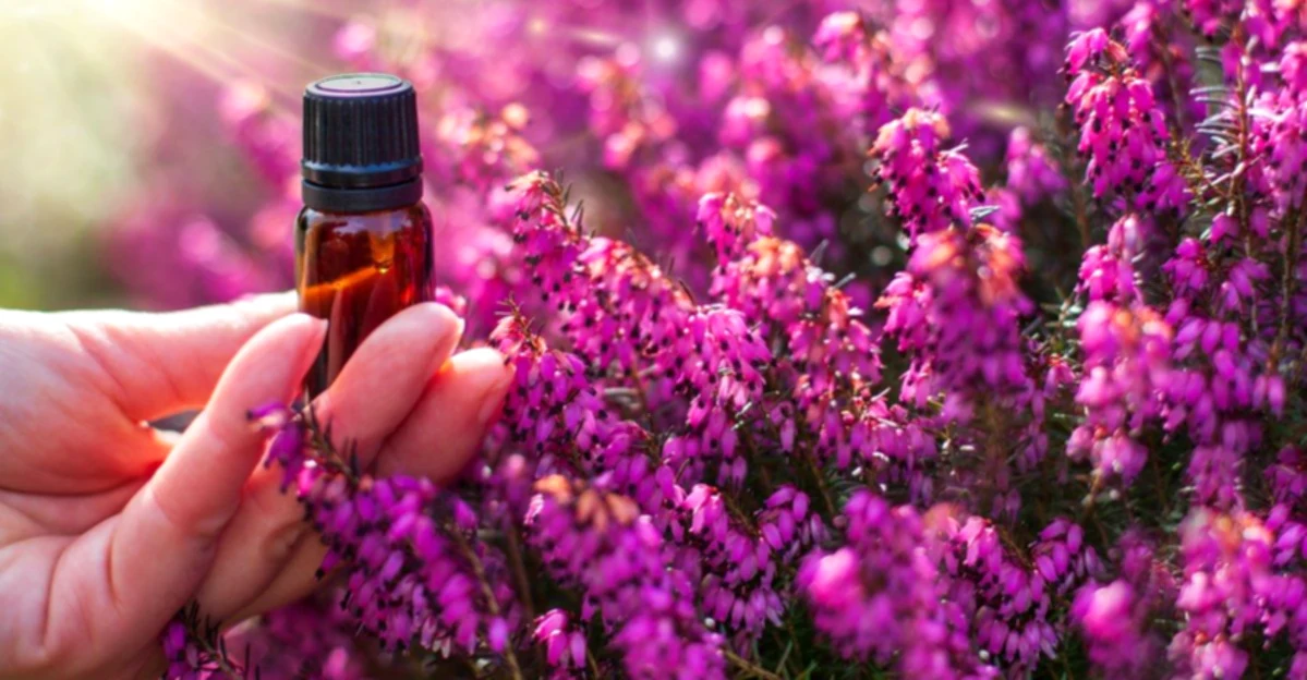 Are Bach Plants a True Placebo or a True Choice to Anxiety?