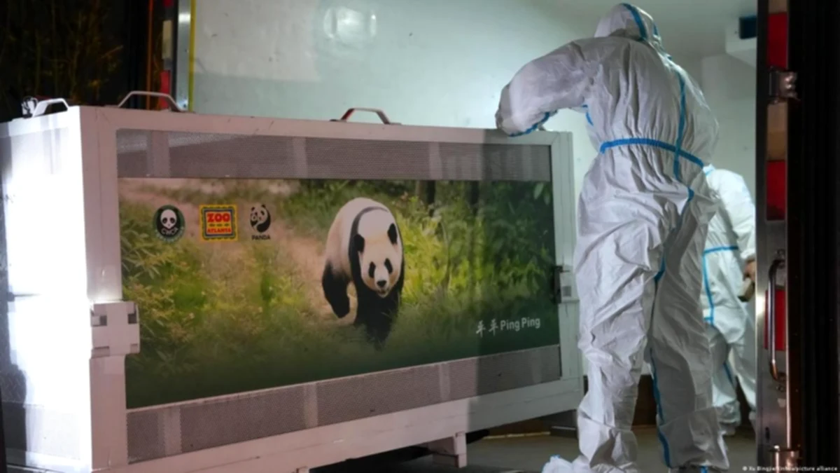 China sends two giant panda bears to the U.S. as “envoys of friendship between Chinese and Americans”