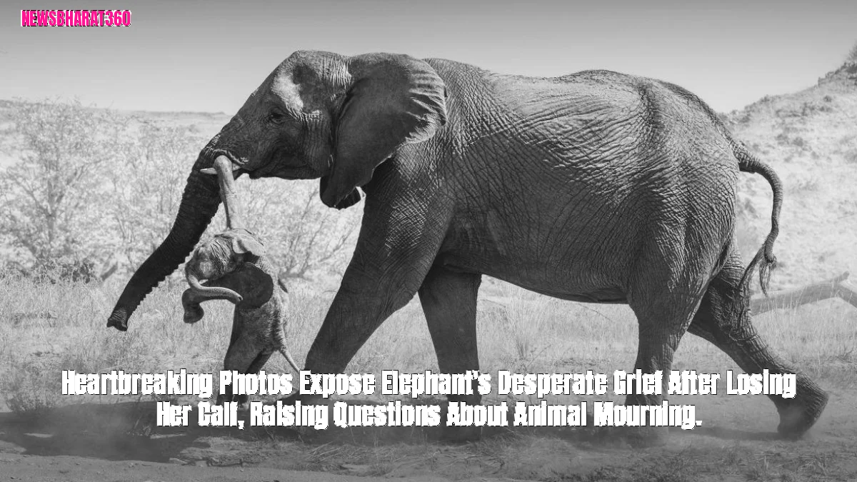 Heartbreaking Photos Expose Elephant's Desperate Grief After Losing Her Calf, Raising Questions About Animal Mourning.