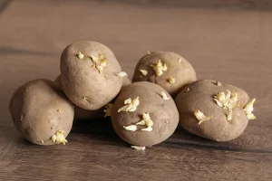 Is it bad to eat sprouted potatoes? Expert clarifies