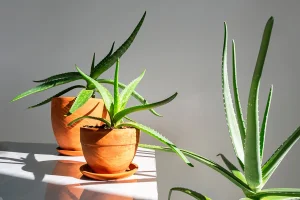 Aloe vera eliminates bad energy: how to prepare it for protection