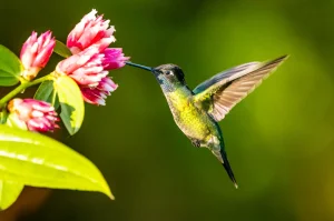 What does it mean to see a hummingbird at home