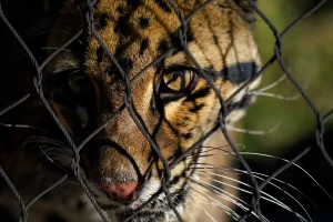 UN protects 40 new species in the face of global biodiversity crisis; alert for risk of extinction