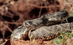 Boy alerts about rattlesnake at Los Angeles daycare