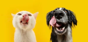 Influence of pets on emotional well-being: friend or simple company?