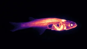 Researchers put hope in a tiny, transparent fish to understand behaviors such as social interaction