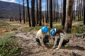 California Conservation Corps Celebrates 50 Years of Supporting Youth and Protecting Nature