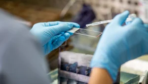 They identify a highly promising molecule that improves digestive health