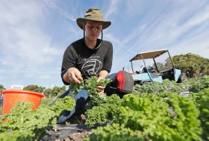 Agricultural workers demand to stop the SAWA law, they accuse that it will reduce wages