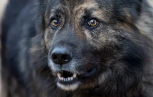 Barking Dog Helps Los Angeles Sheriff Arrest Texas Fugitive