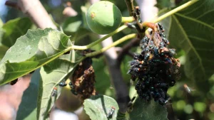 Boyle Heights: the terrible smell and the flies do not end