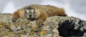 Scientists created OnlyMarms, the version of OnlyFans about groundhogs