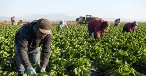 Fear of ICE is already changing life in the countryside: workers avoid doctors and shopping