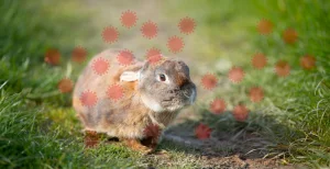 There are cases of “rabbit fever”: what it is and how to prevent it