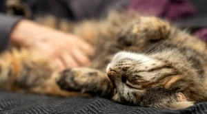 Pet allergy is not due to their hair: the real culprit is someone else